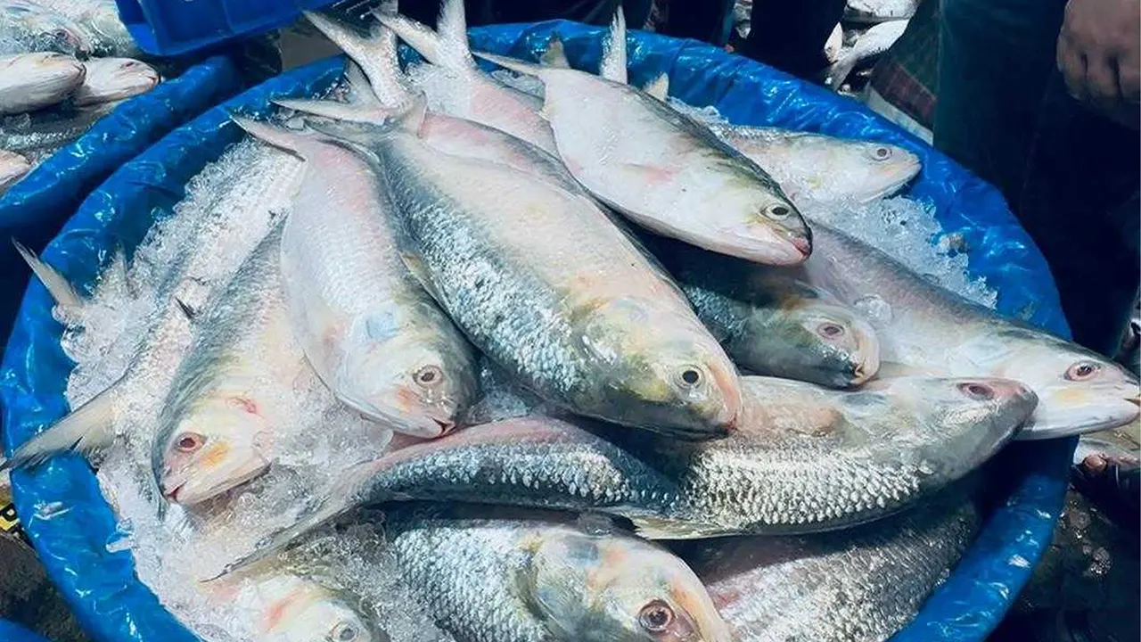 নিষেধাজ্ঞার খবরে আকাশছোঁয়া ইলিশের দাম